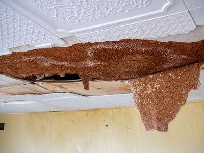 Professional water damage restoration services in Toronto - Dry Kings Toronto